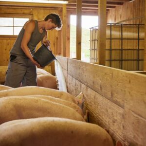 Alpe Gemeine Brongen – Fütterung Der Alpschweine Im Stall Mit Nahrhafter Molke – Foto: Pallinger