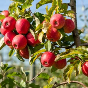 Reife Äpfel Am Baum Von Witzemanns- Foto: Weissengruber