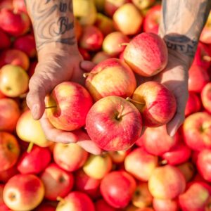 Nahaufnahme Äpfel Von Werner Witzemann – Foto: Weissengruber
