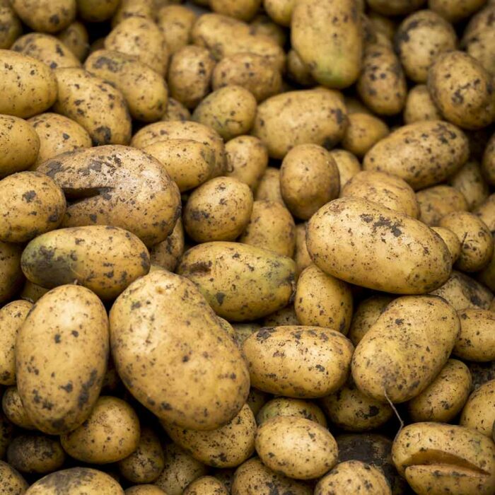 Kartoffeln in einer Lagerbox von Georg Fink - Foto: Michael Kreyer