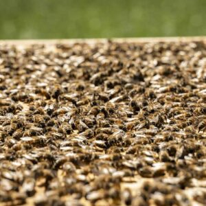 Bienenwabe Mit Bienen Detailaufnahme_Bio Imkerei Hetz_Foto Michael Kreyer