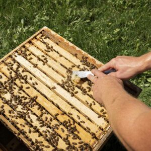 Ernten Einer Bienenwabe_Bio Imkerei Hetz_Foto Michael Kreyer