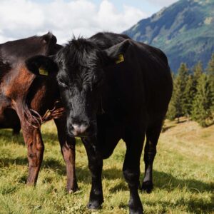 Die Ländle Bio Rinder Der Familie Mangard (Foto: Biohof Mangard)