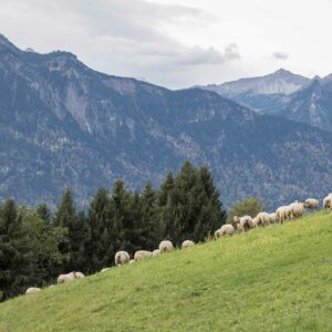 Ländle Bio Lämmer Der Familia Behmann Auf Der Weide Mit Ausblick Auf Die Berge_Foto Michael Kreyer