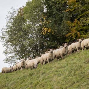 Ländle Bio Lämmer Der Familie Behmann Auf Der Weide_Foto Michael Kreyer