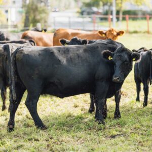 Rinder Und Kälber Von Reini Kräutler Auf Der Weide – Foto: Manuelpaul.com