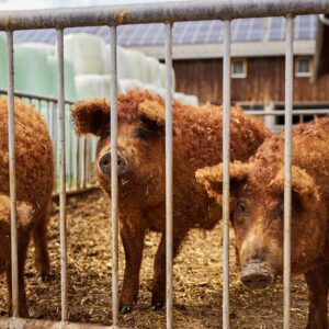 Rheinhof – BSBZ – Mangalica-Schweine Im Außengelände – Foto Pallinger