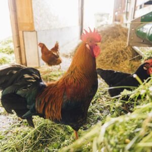 Schaf Und Ziegenlandwirt Im Möckle_Hahn Im Stall_Foto Manuelpaul