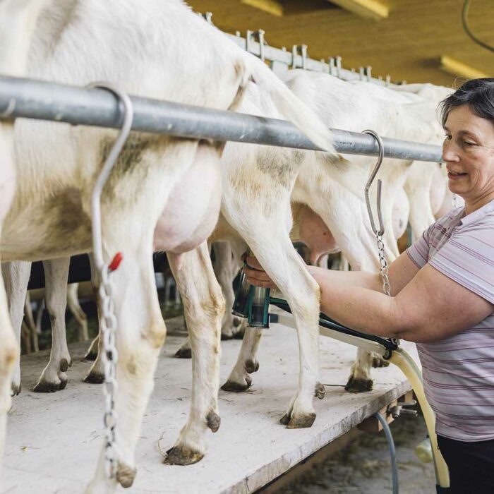 Schaf und Ziegenlandwirt im Möckle_Manuela Winsauer am melken_Foto manuelpaul