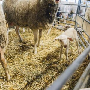 Schaf Und Ziegenlandwirt Im Möckle_Schaf Mit Lamm_Foto Manuelpaul