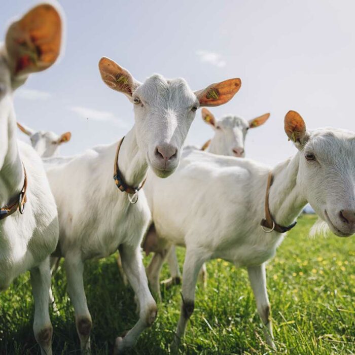 Schaf und Ziegenlandwirt im Möckle_Ziegen auf der Wiese_Foto manuelpaul