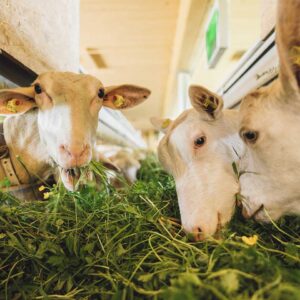 Schaf Und Ziegenlandwirt Im Möckle_Ziegen Im Stall Fressen Grase_Foto Manuelpaul.jpg