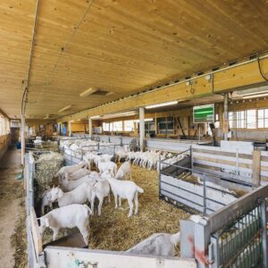 Schaf Und Ziegenlandwirt Im Möckle_Ziegen Im Tierwohlstall_Foto Manuelpaul