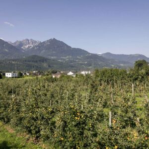 Apfelanlage Am Balottahof In Schlins. (Foto: Weissengruber & Partner)