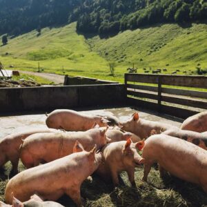 Alpe Weissenbach – Alpschweine In Außengehege (Foto: Manuelpaul.com)