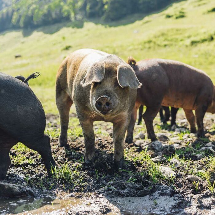 Alpe Weissenbach - Duroc Schweine (Foto: manuelpaul)