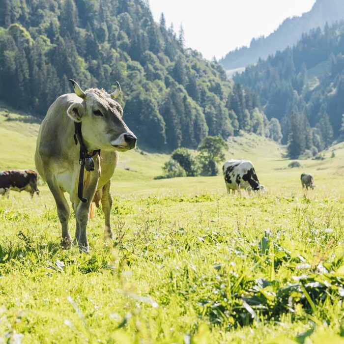 Alpe Weissenbach - Kühe auf der Alpwiese (Foto: manuelpaul)