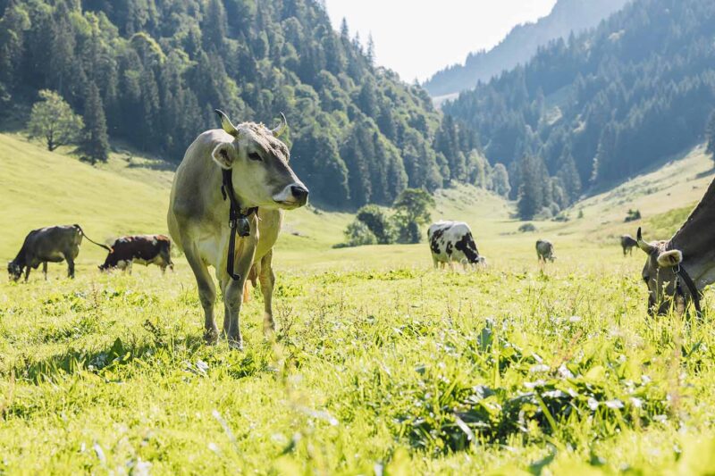 Alpe Weissenbach - Kühe Auf Der Alpwiese (Foto: Manuelpaul)