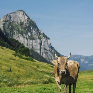 Alpe Weissenbach – Kuh Auf Der Wiese Mit Einem Berg Im Hintergrund (Foto: Manuelpaul.com)