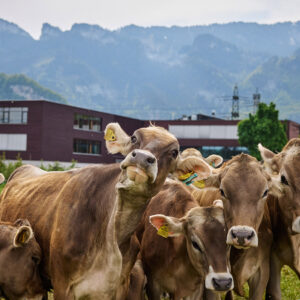 Rinder-Selfie Vor Dem Bäuerlichen Schul- Und Bildungszentrums Vorarlberg (Foto: Christoph Pallinger)