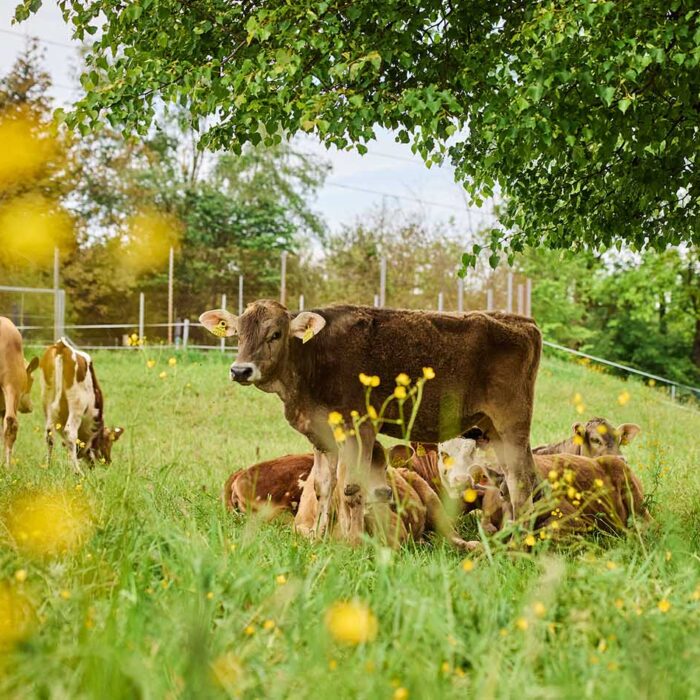 Die Rinder der Gutsverwaltung Rheinhof (Foto: Christoph Pallinger) Einige Rinder auf einer blühenden Wiese vom Rheinhof.