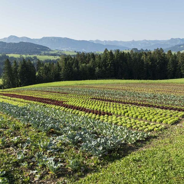 KRAMERs Feld - Gemüsefeld (Foto: Michael Kreyer)