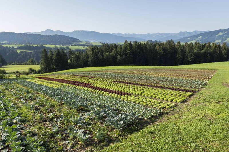 KRAMERs Feld - Gemüsefeld (Foto: Michael Kreyer)