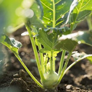 KRAMERs Feld – Nahaufnahme Von Kohlrabi In Der Erde (Foto: Michael Kreyer)