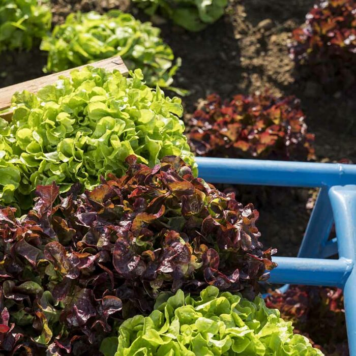 KRAMERs Feld - Verschiedene Salate am Feld (Foto: Michael Kreyer)