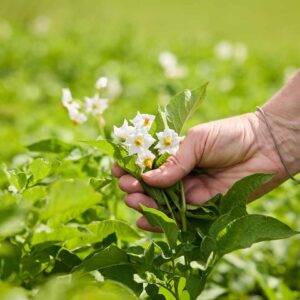 Lärchenhof – Kartoffelblüten In Nahaufname (Foto: Christoph Pallinger)