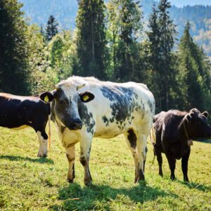 Dorner Hof- Rinder Auf Der Weide – Foto Pallinger