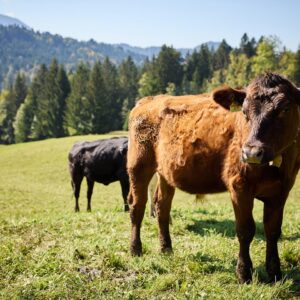 Die Ländle Bio-Rinder Vom Dorner Hof Auf Der Weide (Foto: Christoph Pallinger)