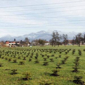 Ländle Christbaum PK 2024 -Christbaumkultur Vom Sunnahof – Foto Manuelpaul.com