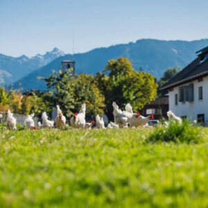 Sennhof – Hühner Auf Der Wiese Am Stadtgut Nofels – Foto Manuelpaul.com