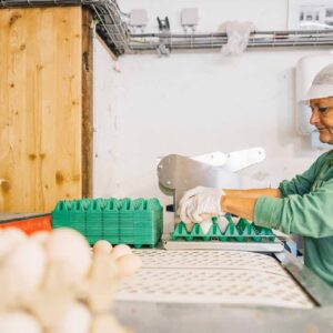 Sennhof – Mitarbeiterin Am Stadtgut Nofels Verpackt Eier- Foto Manuelpaul.com