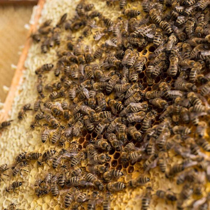 Bernhard Wagner - Bienen auf Bienenwabe- Foto Michael Kreyer