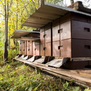 Bienenstöcke Von Bernhard Wagner – Foto Michael Kreyer