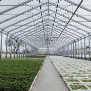 In Den Gewächshäusern Von Walter Gehrer Reihen Sich Die Jungpflanzen (Foto: Manuelpaul.com)