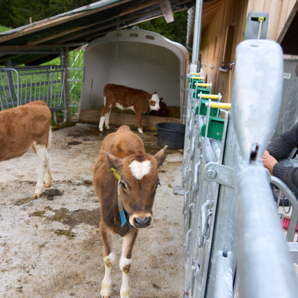 Kälber im Freilauf und Bäuerin schaut zu