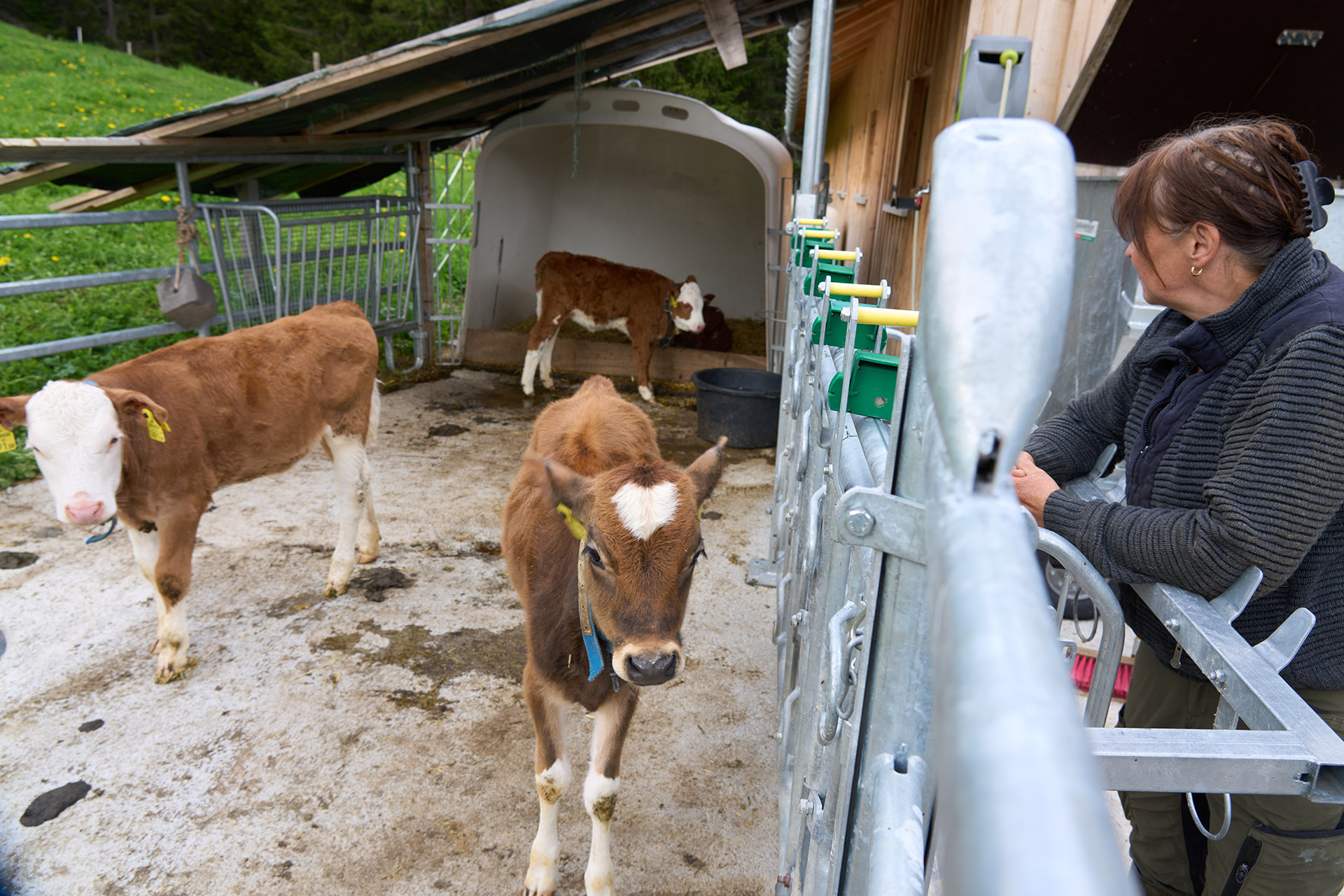Kälber Im Freilauf Und Bäuerin Schaut Zu