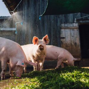 Alpe Oberlose – Alpschweine Im Auslauf Unter Der Dusche (Foto: Manuelpaul.com)