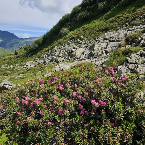 Alpenrosen im Hoch-Montafon - Foto LQM