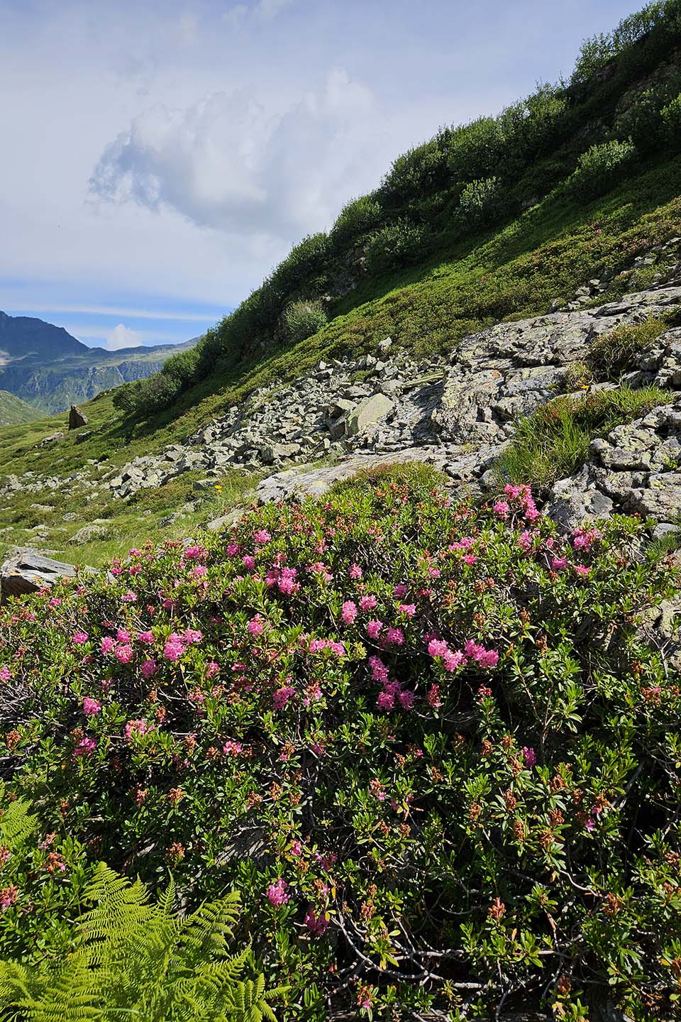 Alpenrosen Im Hoch-Montafon - Foto LQM