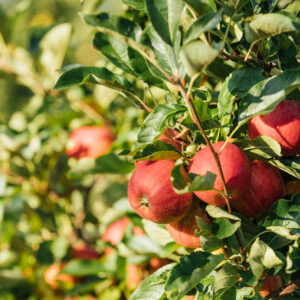 Frische Ländle Äpfel Am Wiesenhof Auf Dem Baum (Fotograf: Weissengruber & Partner)