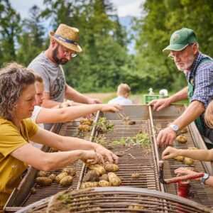 Händische Kartoffelsortierung Am Traktor – (Foto Pallinger)