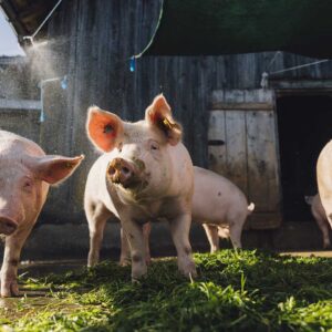 Die Ländle Alpschweine Auf Der Alpe Oberlose Genießen Die Kalte Dusche (Foto: Manuelpaul.com)