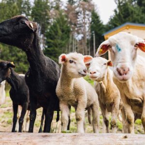 Schafe Und Lämmer Von Oswin Kieber (Foto: Manuelpaul)