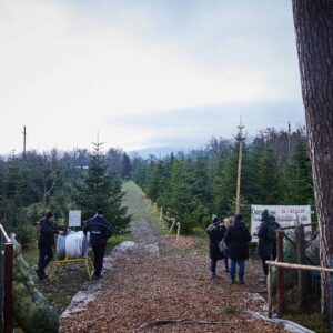 Familie Fink – Blick In Die Christbaumkultur – Foto: Pallinger