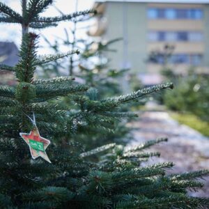 Familie Fink – Christbaum Mit Ländle Christbaumstern – Foto: Pallinger