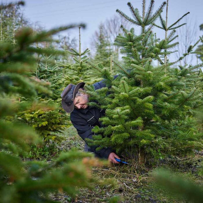 Familie Fink - Fink Peter am Baum schneiden - Foto: Pallinger